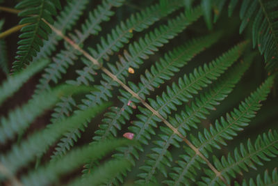 Full frame shot of fern