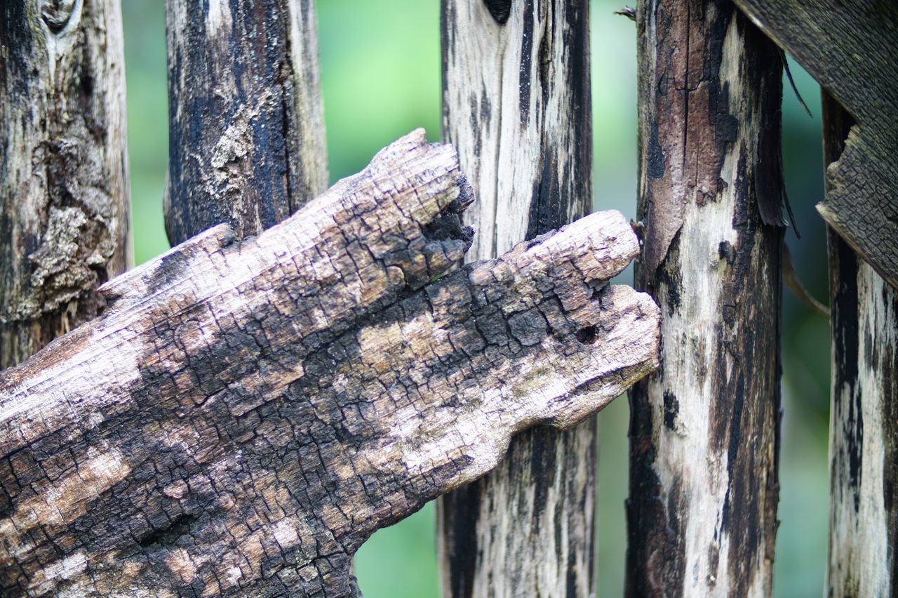 CLOSE-UP OF TREE TRUNK BY PLANTS