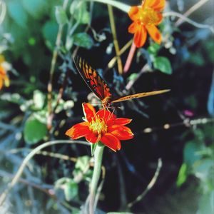 Close-up of orange flower