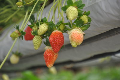 Close-up of strawberries