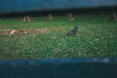 Bird perching on a field