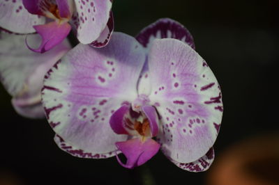 Close-up of purple flower