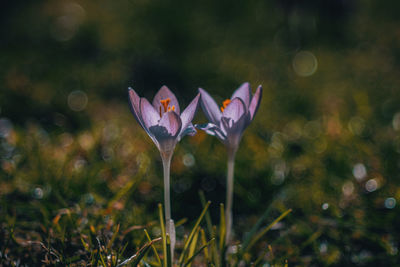 Close-up of purple crocus flowers on field