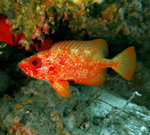 Fish swimming in sea