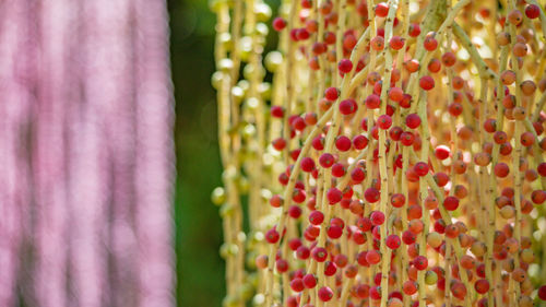 Close-up of red berries hanging on plant