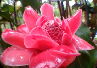 Close-up of pink flower