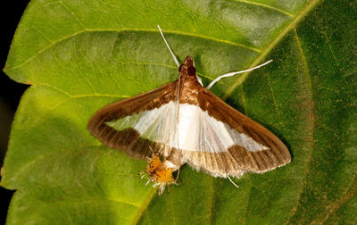 Close-up of butterfly on leaves