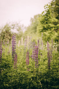 Close-up of flowering plants on field