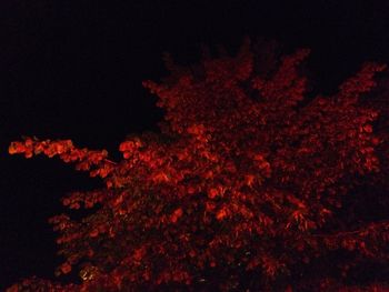 Trees against sky at night