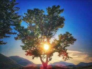 Low angle view of trees against sky during sunset