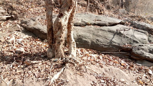 Close-up of tree