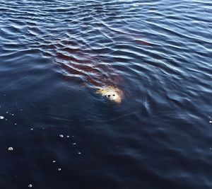 High angle view of ducks swimming in lake