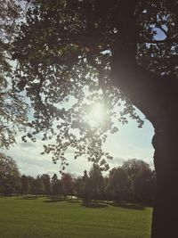 Trees on field against sky