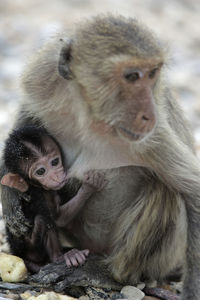 Close-up of monkey