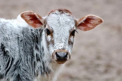 Close-up portrait of cow