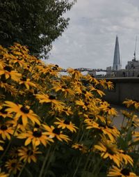 Yellow flowering plants by building against sky