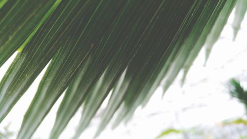 Close-up of palm leaf