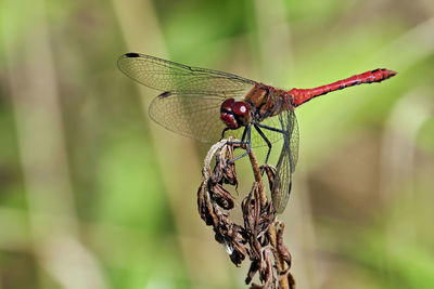 Close-up of dragonfly on plant