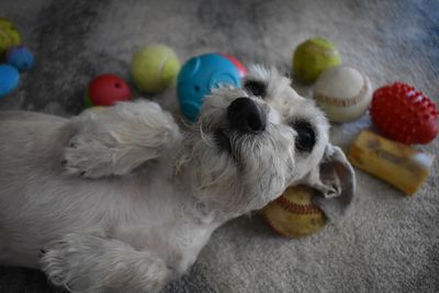 Close-up of dog with toy