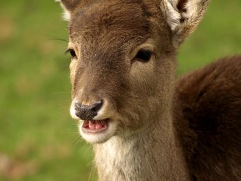 Close-up portrait of deer