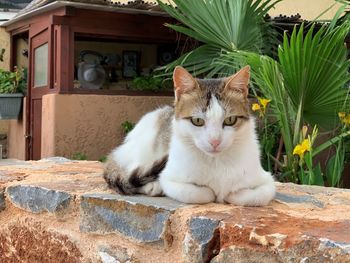 Portrait of cat sitting on wall