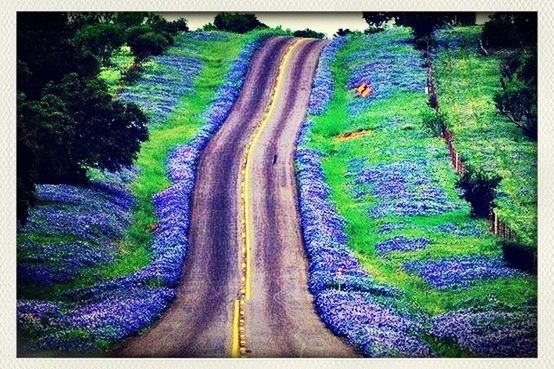 tree, the way forward, transfer print, growth, auto post production filter, diminishing perspective, tranquility, nature, beauty in nature, tranquil scene, road, green color, landscape, scenics, vanishing point, outdoors, plant, day, high angle view, panoramic