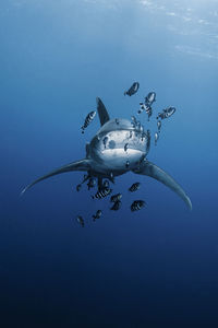 Shark swimming in sea