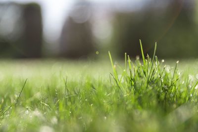 Close-up of dew on grass