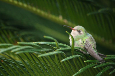 Close-up of bird perching on plant