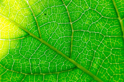 Full frame shot of leaf