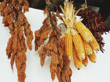 Close-up of dried hanging on plant