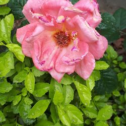 Close-up of wet pink flowering plant during rainy season