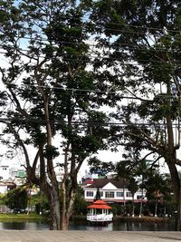 Trees in front of building