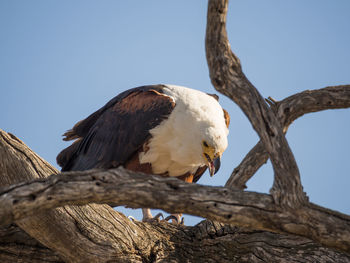 Low angle view of african fish eagle perching on tree against sky
