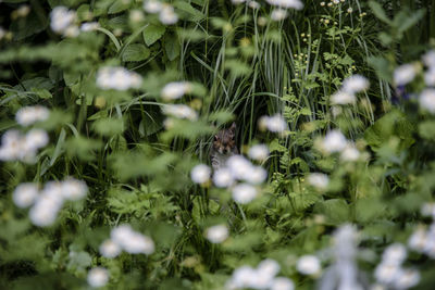 Close-up of berries on field
