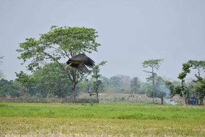 Low angle view of heron on field against clear sky
