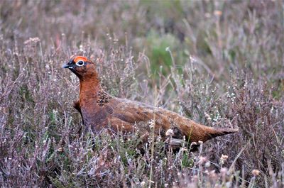 Side view of a bird on field