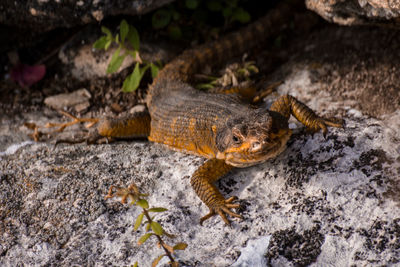 High angle view of lizard on rock