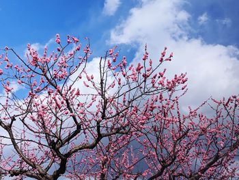 Low angle view of cherry blossoms against sky