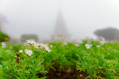 Close-up of plants