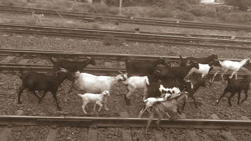 Sheep on railroad track