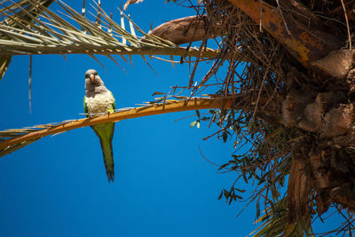 Low angle view of bird perching on branch against sky