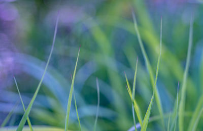 Close-up of grass growing on field