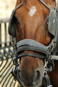 Close-up of horse outdoors