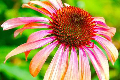 Close-up of red flower