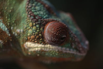 Close-up of chameleon 