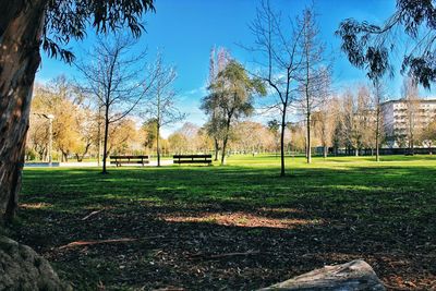 Trees on field in park against clear sky