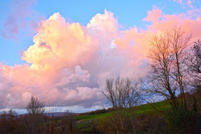 Panoramic shot of bare trees on field against sky