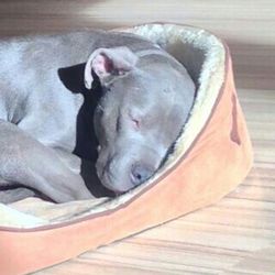 Close-up of a dog sleeping