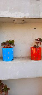 Potted plant on table at home